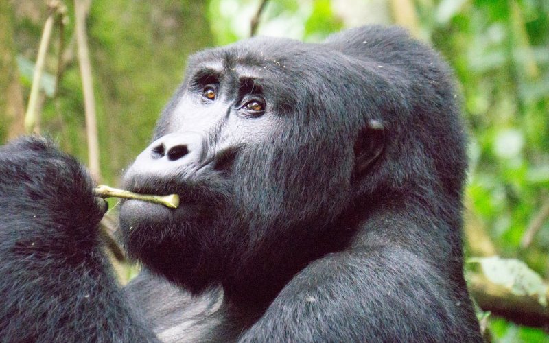 Bwindi - Reisezeit - Gorilla