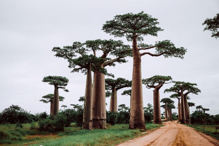 Beste Reisezeit - Beste Reisezeit Madagaskar